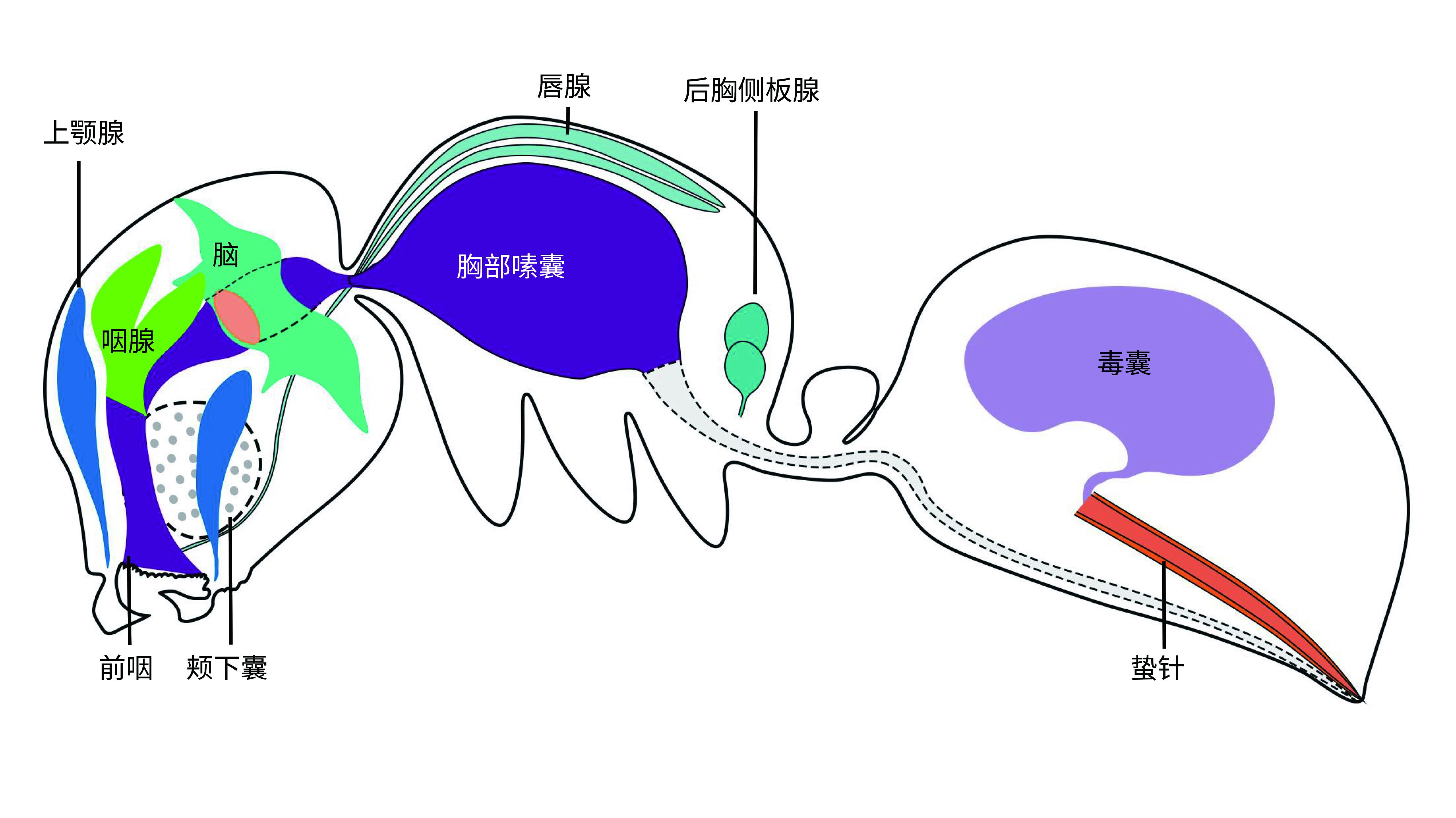 蚂蚁的内脏解剖图图片