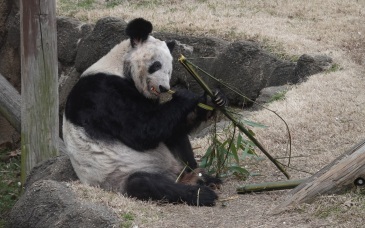 為做好“丫丫”飼養護理和運返，中國專家已抵達孟菲斯動物園