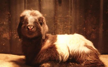 世界首例克隆藏羊在青海诞生