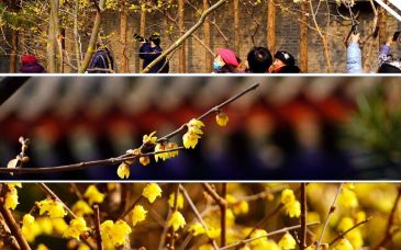 北京多个公园蜡梅悄然盛开 金黄色花朵吸引市民拍照打卡