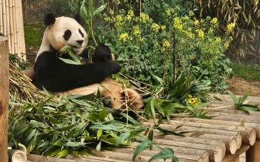 大熊猫“福宝”将于4月3日返回中国 