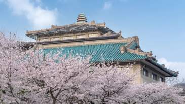 武汉大学赏樱预约通道3月29日起关闭