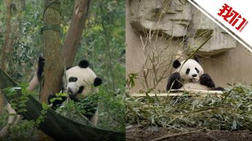 大熊猫“金喜”“茱萸”启程赴西班牙 开启为期10年的旅居生活