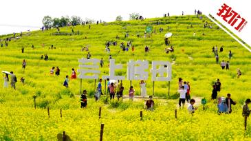 北京温榆河公园大片油菜花盛开 整个梯田像铺上金色“地毯” 