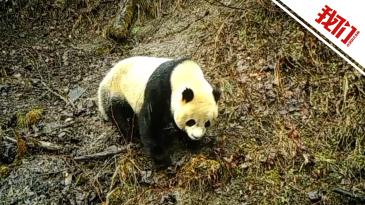 红外相机拍到一大熊猫在雨天外出觅食 此前有大熊猫在树旁上厕所