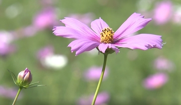 共绘生态新画卷 “见缝插绿”打造宜居新家园