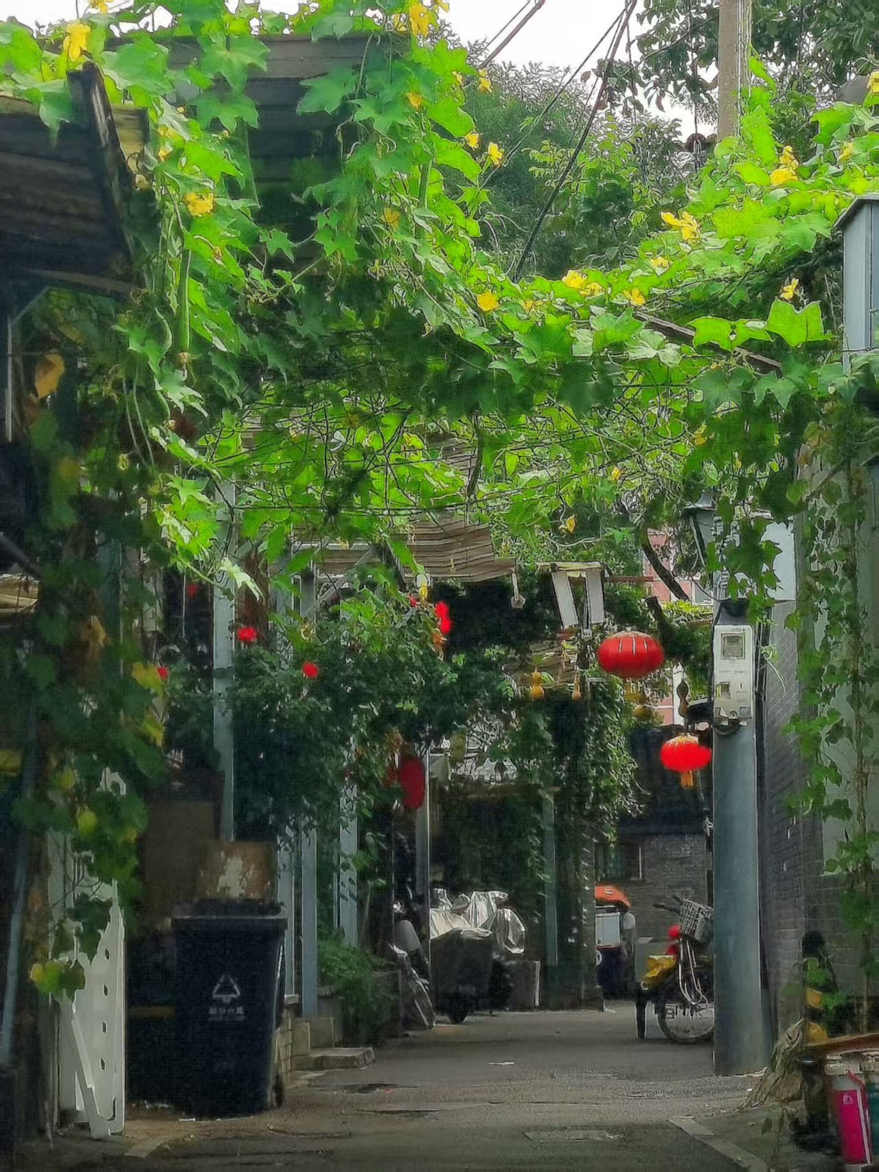 胡同园丁以花“汇”友，居民亲手打造“家门口的风景” — 新京报