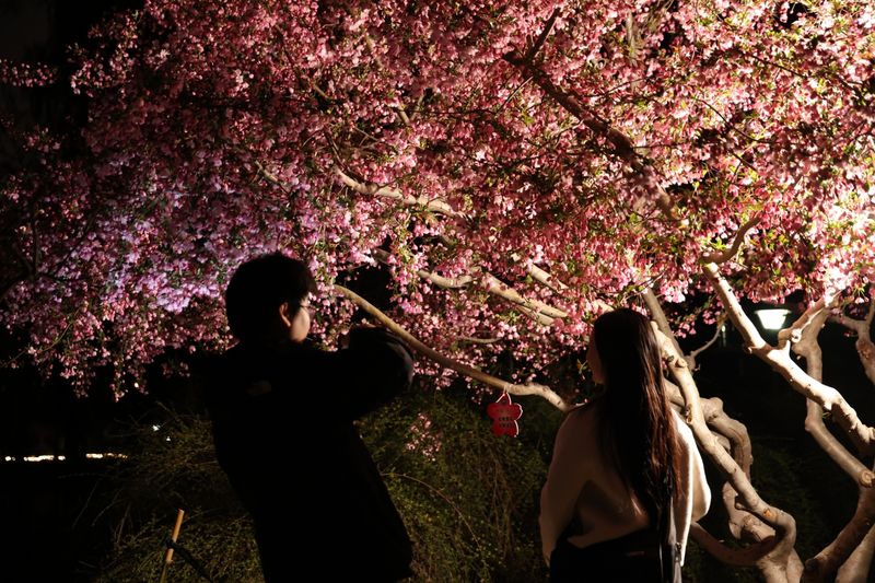 玉渊潭公园今起开启夜赏樱花模式 — 新京报