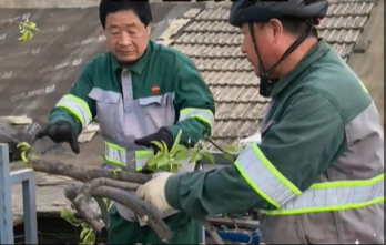 辛苦了！北京園林部門及時清理大風(fēng)后倒伏的樹木，守護(hù)居民安全