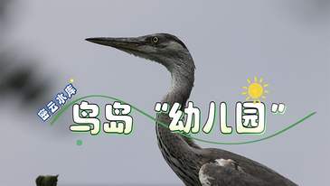 視頻｜密云水庫(kù)，鳥(niǎo)島“幼兒園”