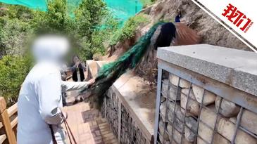 一名游客抓孔雀尾巴拍照被其他游客呵斥 動(dòng)物園：涉事游客已道歉