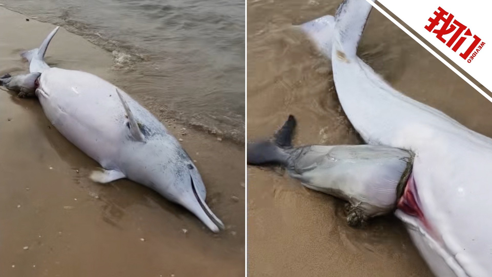 广东湛江一处沙滩现中华白海豚尸体警方：系难产死亡