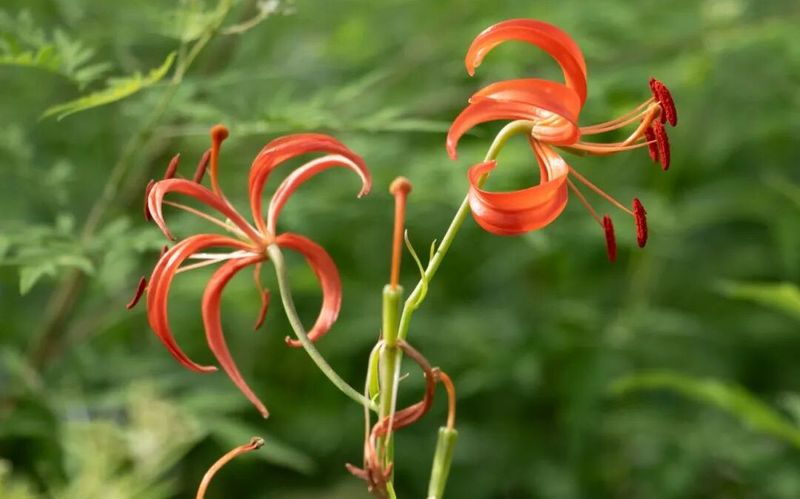 生态新发现 顺义区北大沟林场首现北京市重点保护野生植物山丹 — 新京报