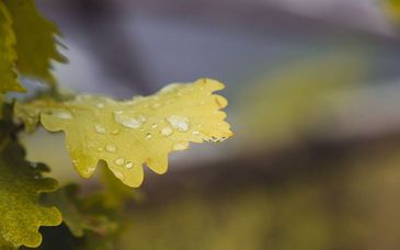 今冬首场大范围寒潮来袭，京津冀是否会出现大范围雨雪？
