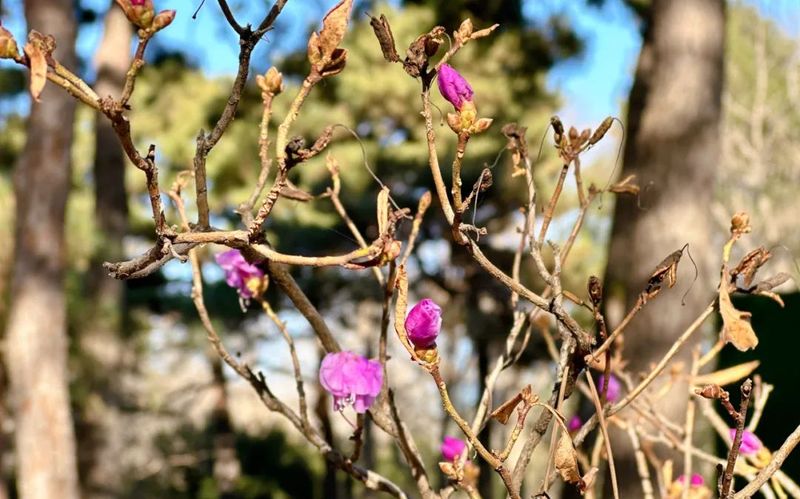 迎红杜鹃被气温忽悠惨了，刚想开花迎春就被冻得瑟瑟发抖 — 新京报