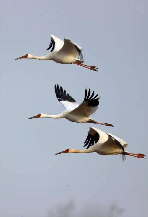 全球仅存约6500只，北京官厅水库迎来29位“稀客” — 新京报