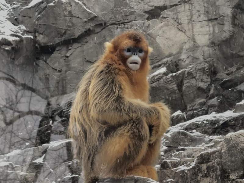不用去故宫扎堆儿，北京各大公园绝美雪景已上线 — 新京报