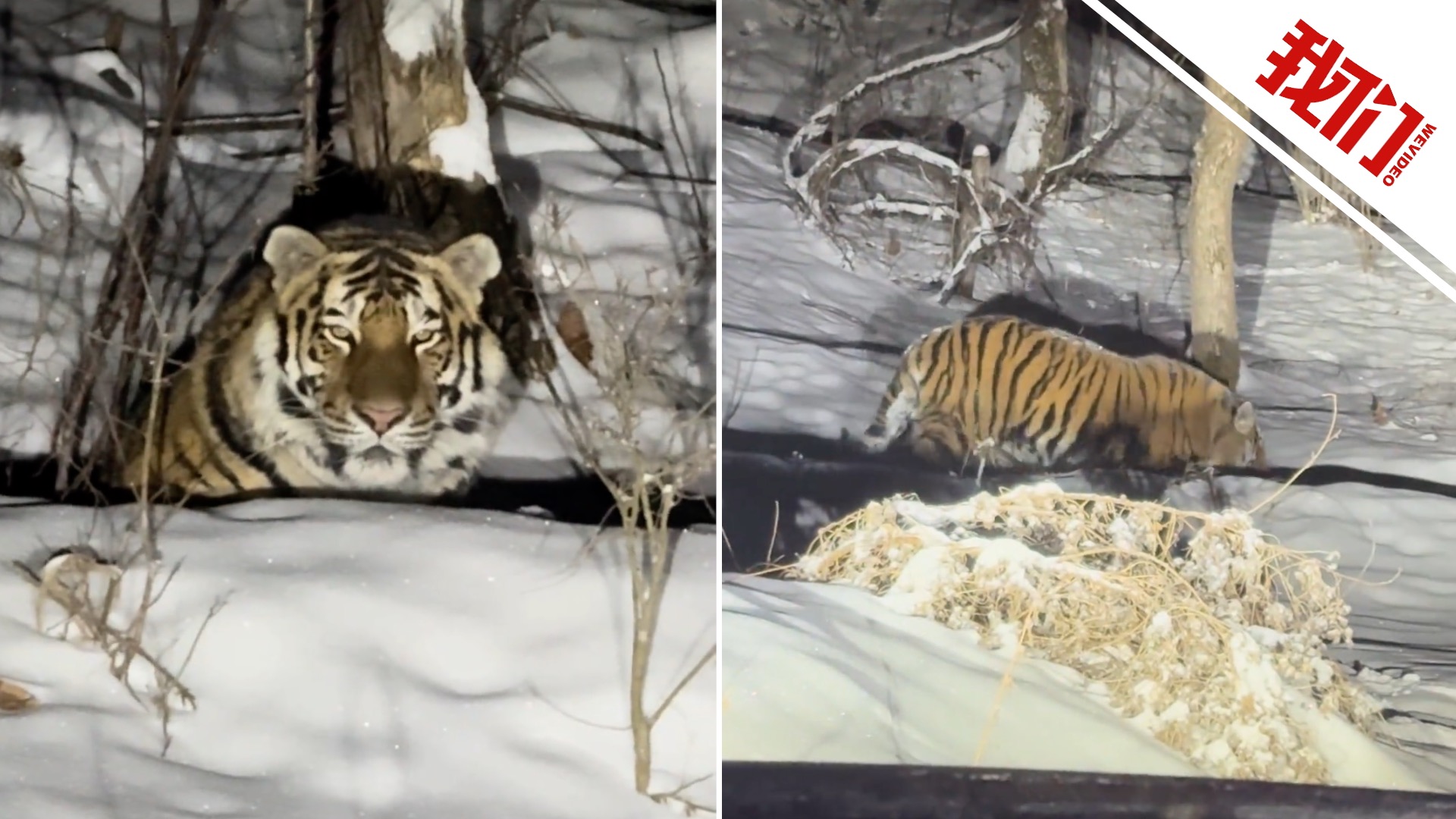 夜虎狐 LEGO® - DREAMZzz 71508 狐狸守護者機甲(機械人,創意玩具,禮物,玩具