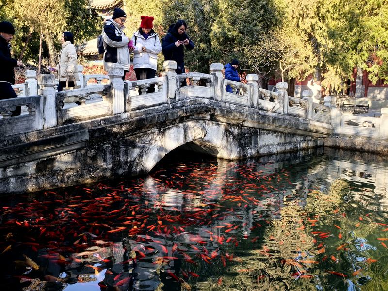 观花赏鱼、看展玩雪，元旦第二天北京市属公园迎游园小高峰 — 新京报