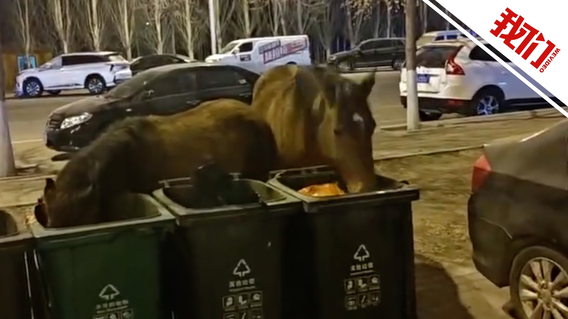 呼和浩特街头有流浪马觅食？交警：市区无流浪马 已赶至所属马场