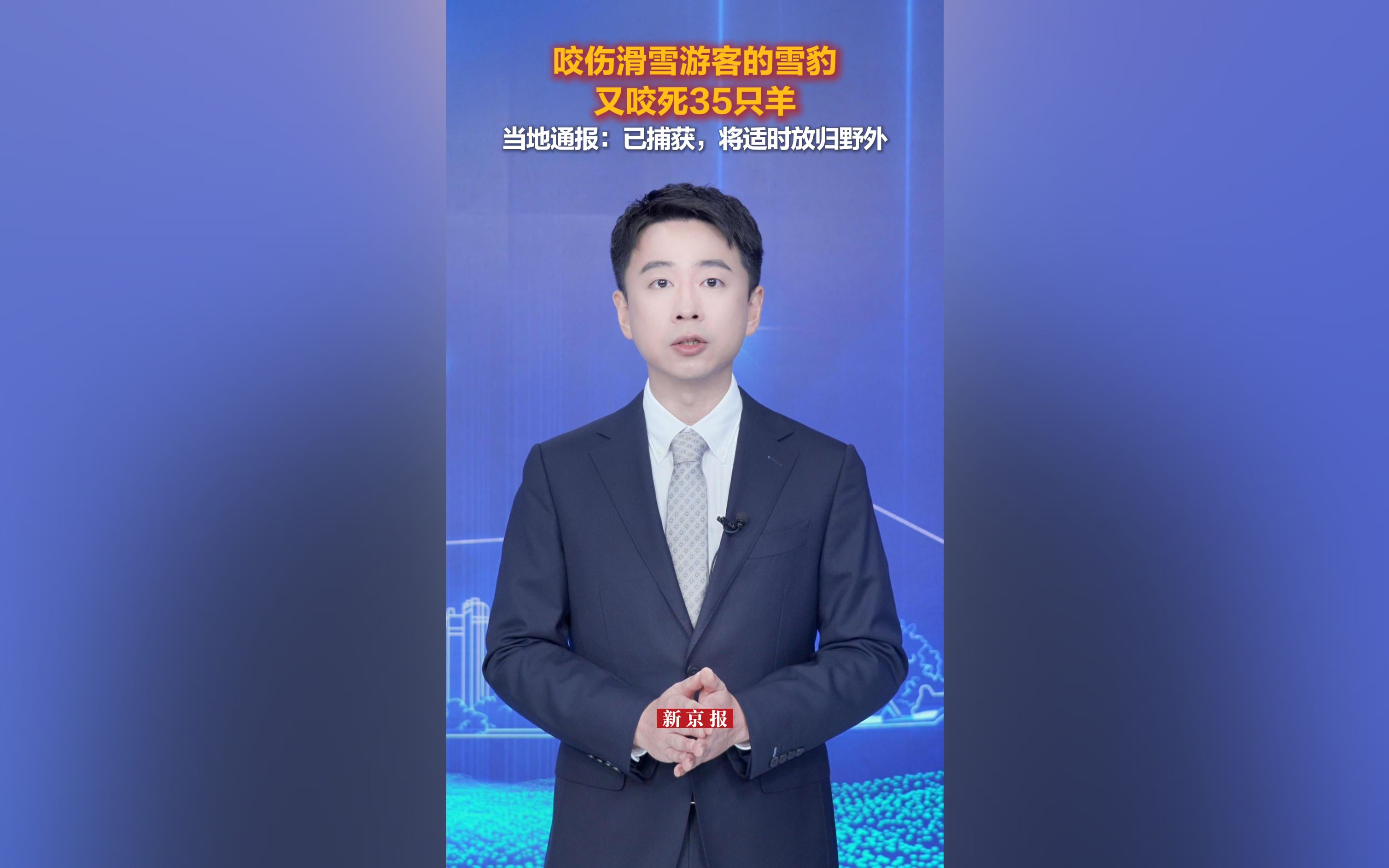 咬伤游客的雪豹，又咬死35只羊 官方通报