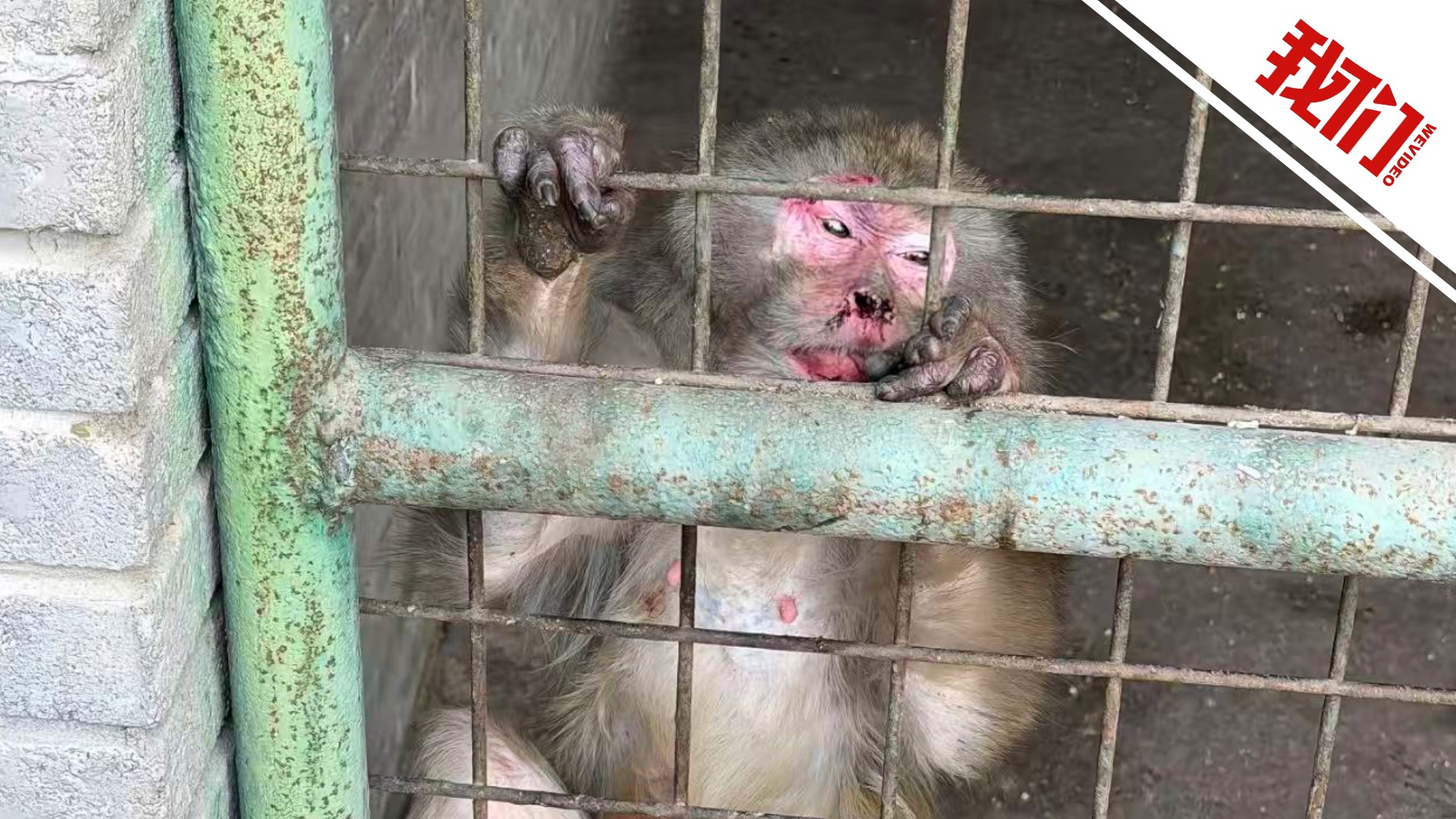 洛阳一度假村回应母猴遭同笼公猴袭击：公猴“移情别恋” 已分笼