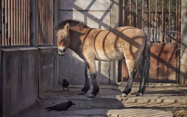 马年寻马① | 现存唯一野生马种，北京动物园里有一匹