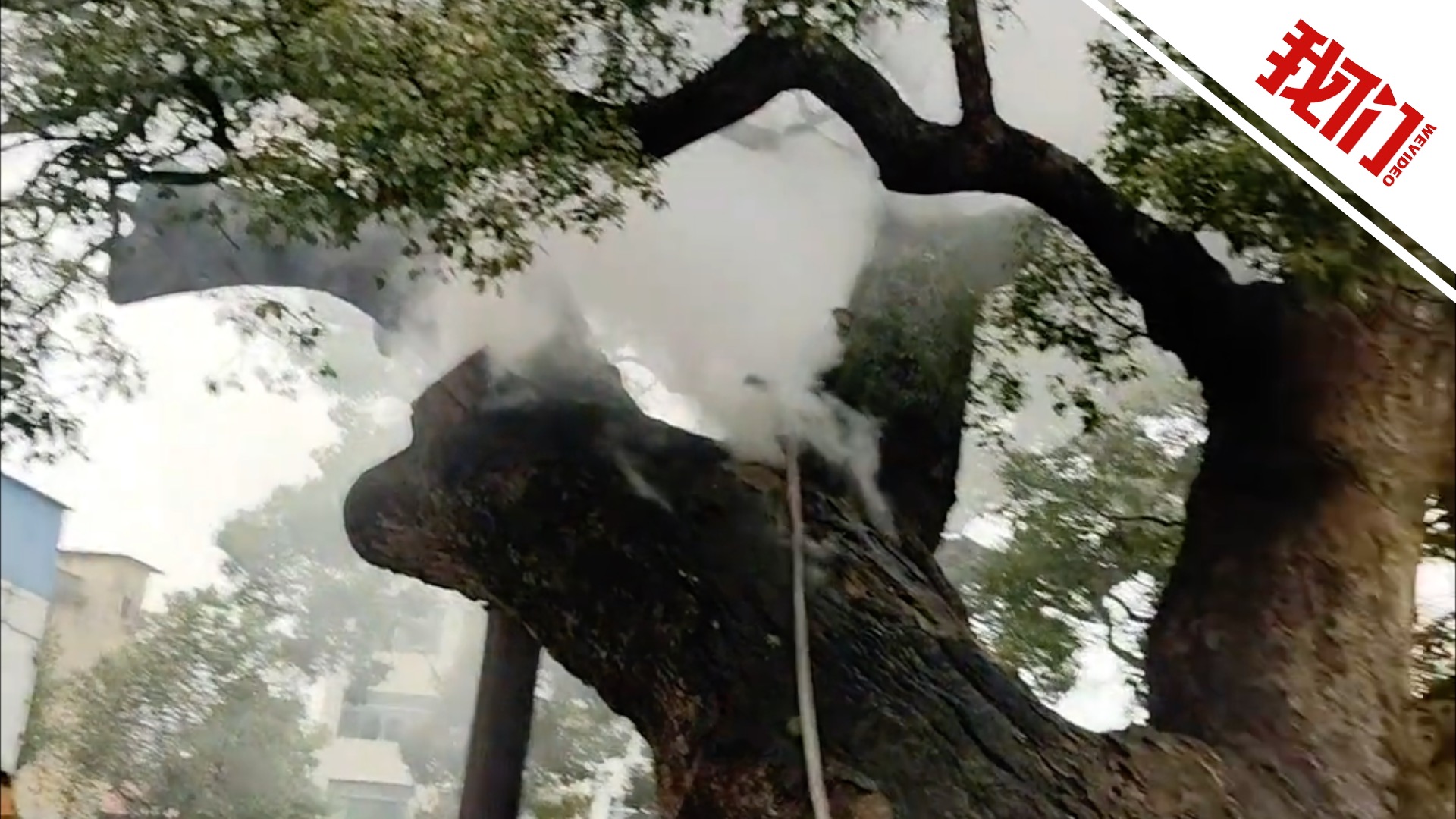 湖南一棵古樟树起火冒烟 林业局：明火已扑灭 将请专家提供支持