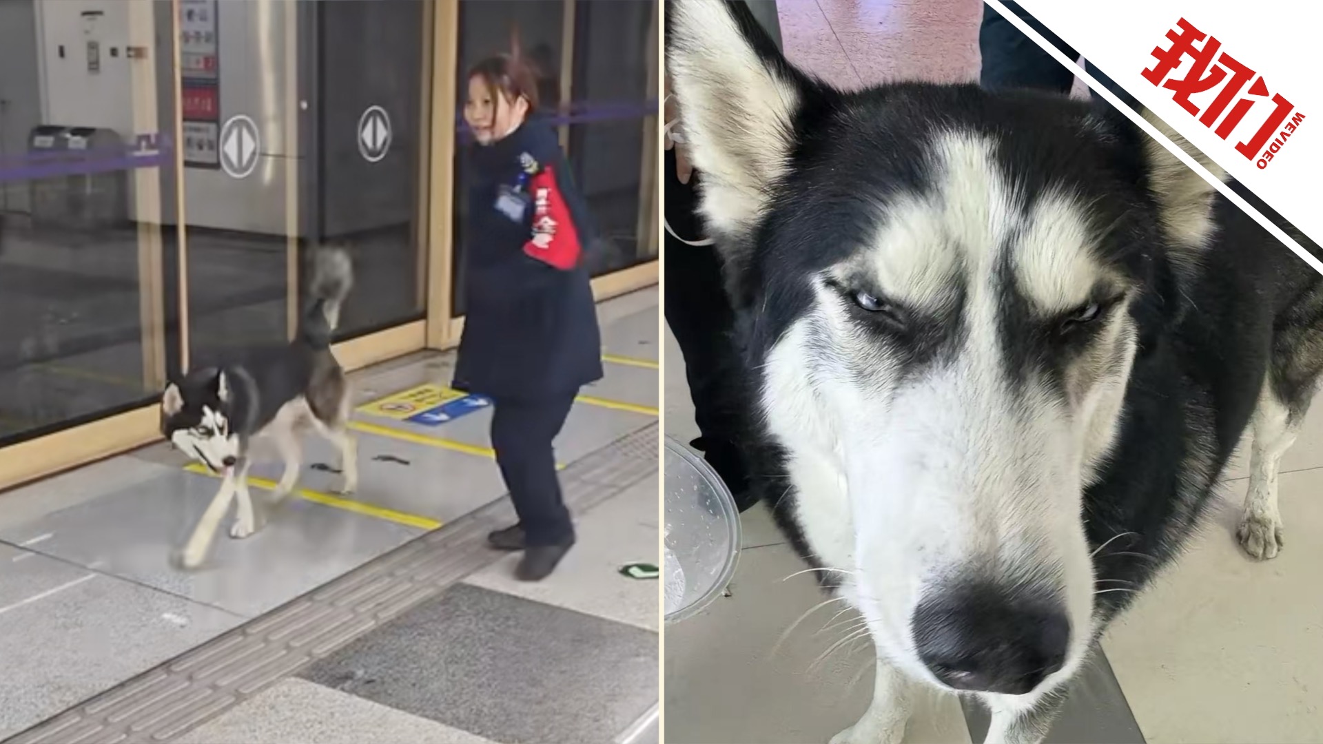哈士奇跑进地铁站台溜达被工作人员抱走 狗主人：挣脱狗链跑丢