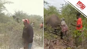 国际丨纳米比亚一女子拽受伤大象尾巴自拍取乐 遭踩踏致死
