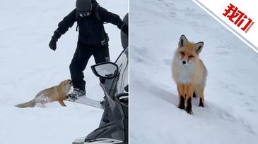 新疆一滑雪场狐狸咬游客裤子 当地：疑因游客投喂且狐狸在发情期