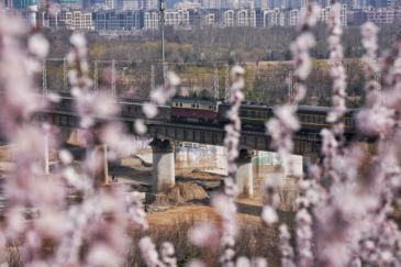 花海与列车同框，园博园鹰山桃花谷迎最佳观赏期