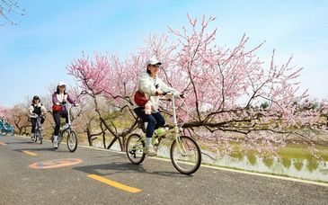 春满京城 | 坝河两岸山桃盛放，市民骑行画中游      