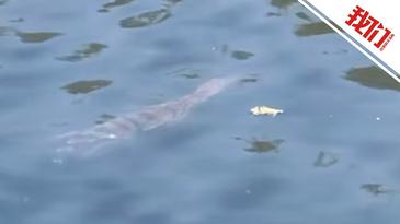 朝阳区一公园内发现鳄鱼，园方推测系被人弃养，豆各庄乡称已处理