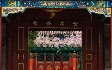 春满京城 | 恭王府百年紫藤垂挂绿架，最佳观赏期在4月下旬