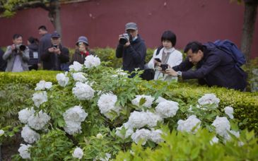 景山公园“牡丹路”迎最佳观赏期，这场雨对牡丹有影响吗？