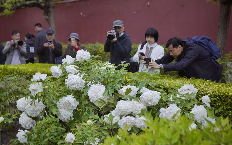 奥特曼头像什么梗