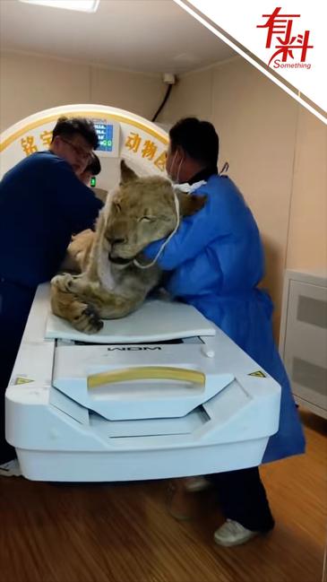 猛兽看病名场面！狮子被众人合力抬去照CT 动物医院硬核接诊