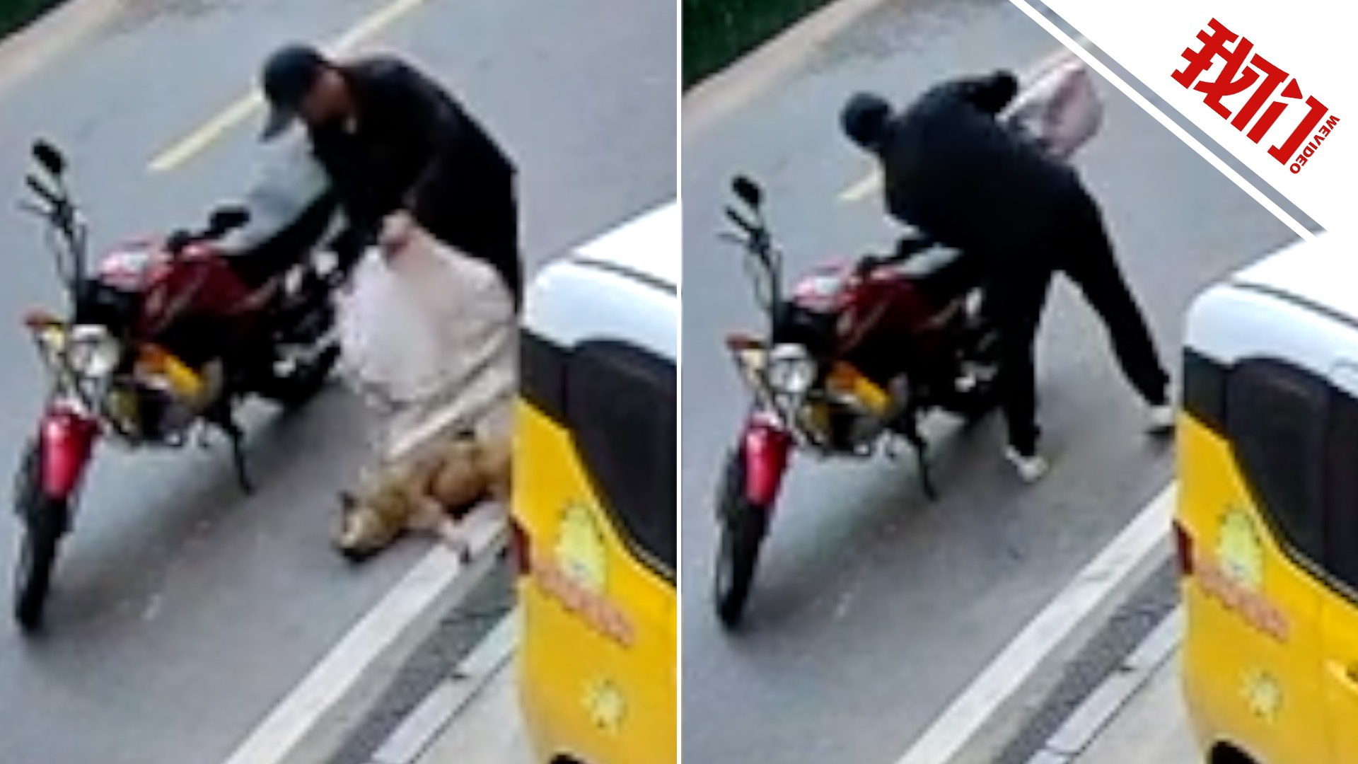 湖北麻城一黄狗疑遭当街毒倒盗走，狗主人公开视频寻人