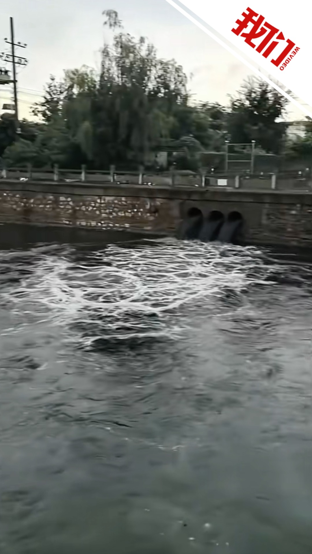 河南濮阳一河道被排入黑水，当地称系降雨排涝，河水已恢复清澈