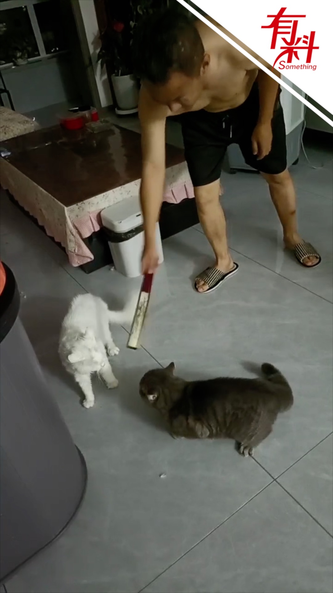 和事佬变“导火索”！主人拍地劝架，意外成了猫咪大战的“裁判”