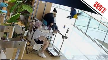 异宠店价值2万元金刚鹦鹉飞走后又被抓回，店方回应