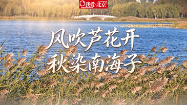 视频｜风吹芦花开 秋染南海子