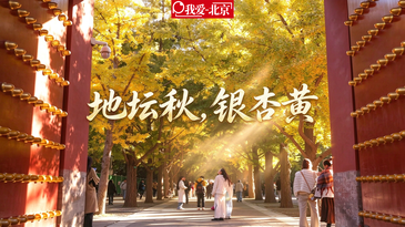 视频｜红墙映金叶，地坛秋正好