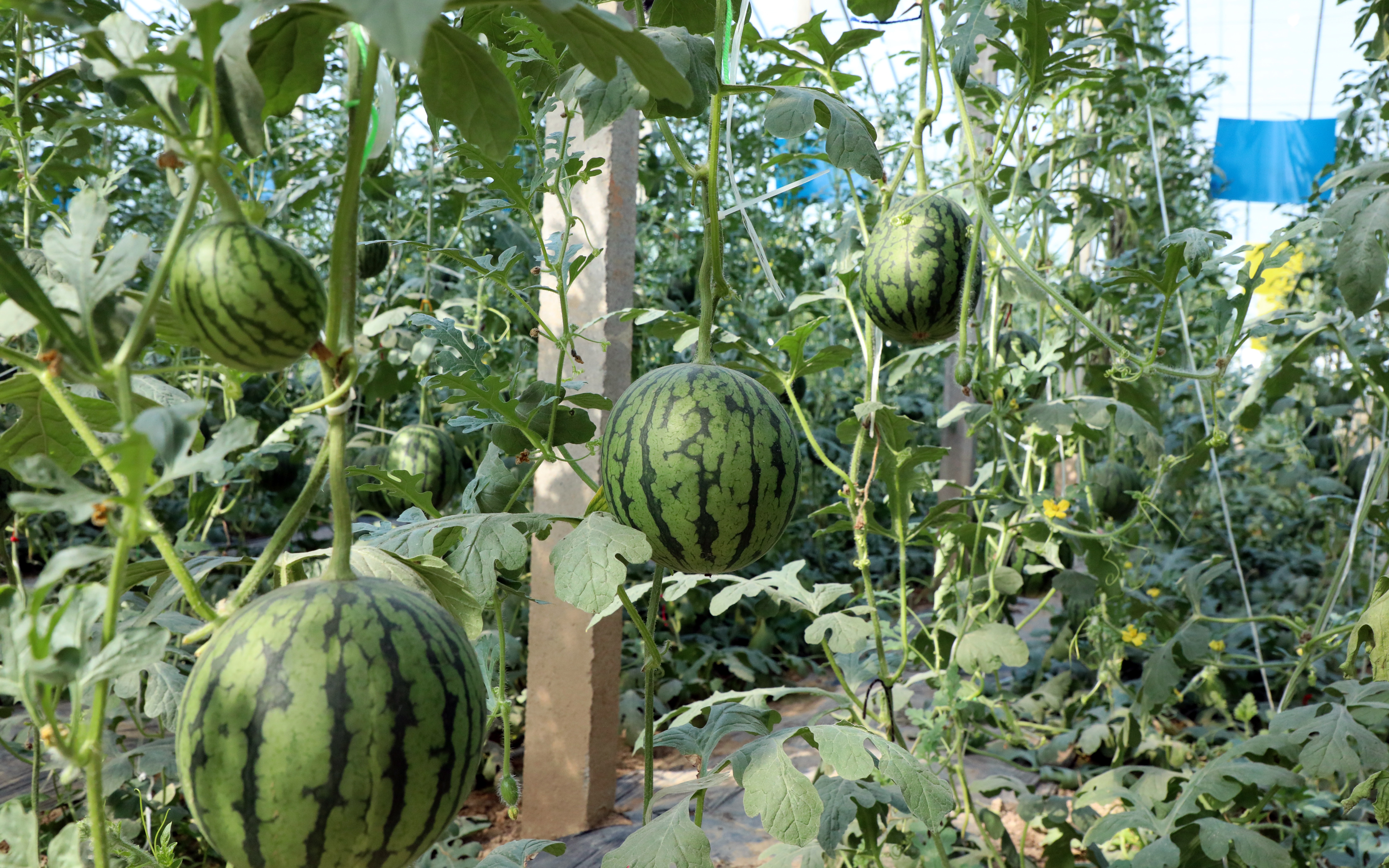 民间语文"碧蔓凌霜卧软沙,年来处处食西瓜.