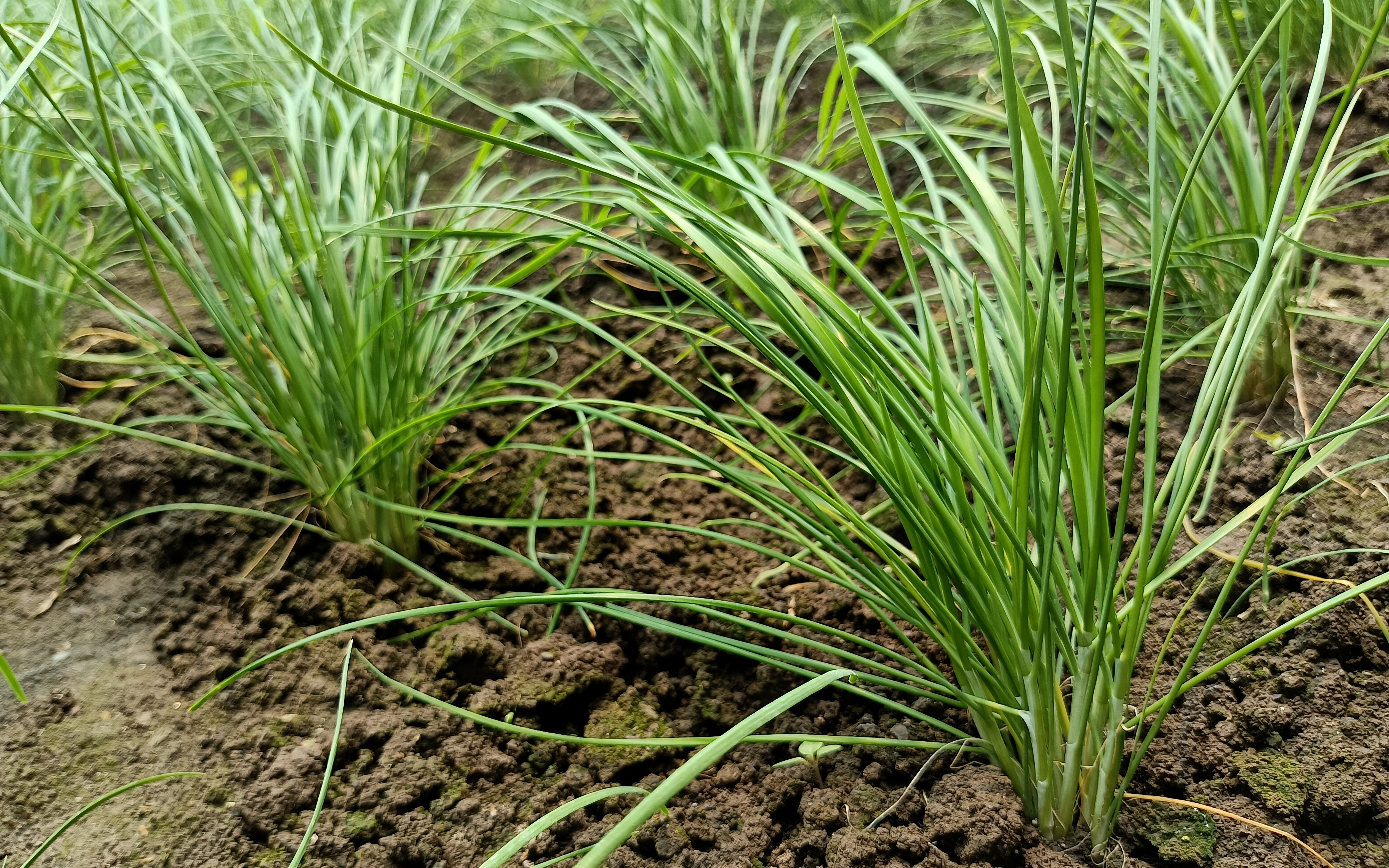 种植面积接连翻番京籍韭菜可实现全年供应