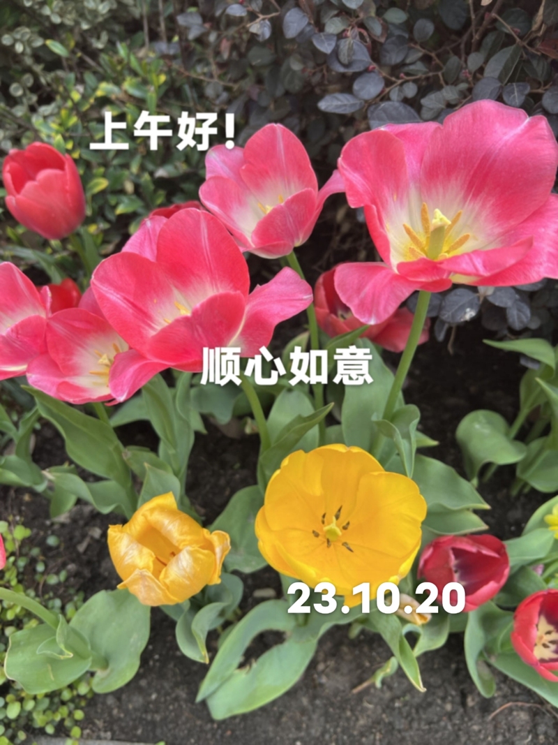 86岁网红奶奶朱锦沁：收集中的茕居生涯 — 新京报