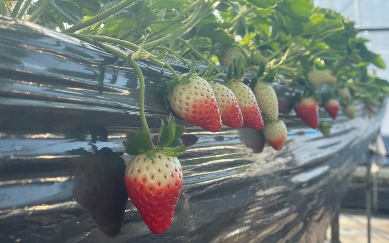 百余品种聚昌平 北京冬天的第一口草莓来了