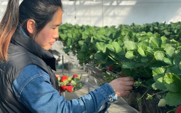 百余品種聚昌平 北京冬天的第一口草莓來了