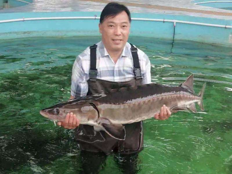 长江鲟做作水域做作产卵，万里长征的第一步? — 新京报